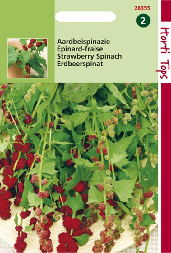 Erdbeerspinat (Chenopodium capitatum) 500 Samen